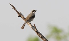 Neothraupis fasciata