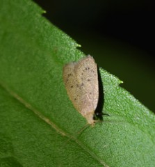 Inga obscuromaculella