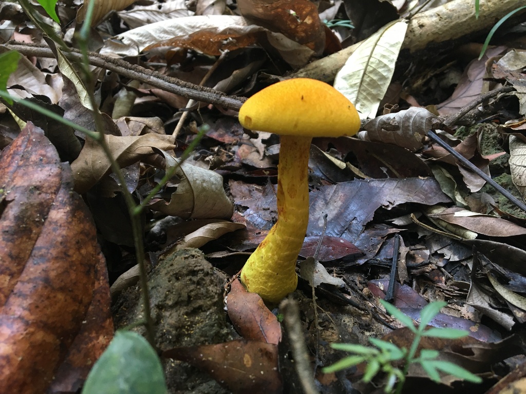 Cyptotrama chrysopepla · September 2021 · photo: © carlobrescia (iNaturalist, cc-by-nc)
