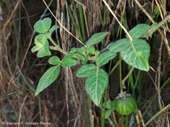 Solanum caripense