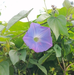 Ipomoea mitchelliae