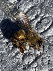 Apis mellifera