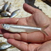 Striped Anchovy - Photo (c) Kristin A. Bakkegard, some rights reserved (CC BY-NC), uploaded by Kristin A. Bakkegard