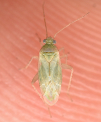 Asciodema obsoleta