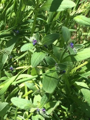 Asperugo procumbens