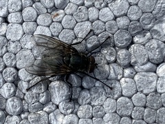 Calliphora vicina