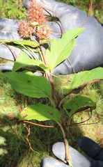 Lepechinia caulescens