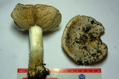 Cortinarius aurescens