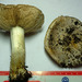 Cortinarius aurescens - Photo (c) Danny Miller, some rights reserved (CC BY-NC), uploaded by Danny Miller