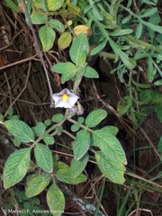 Solanum caripense