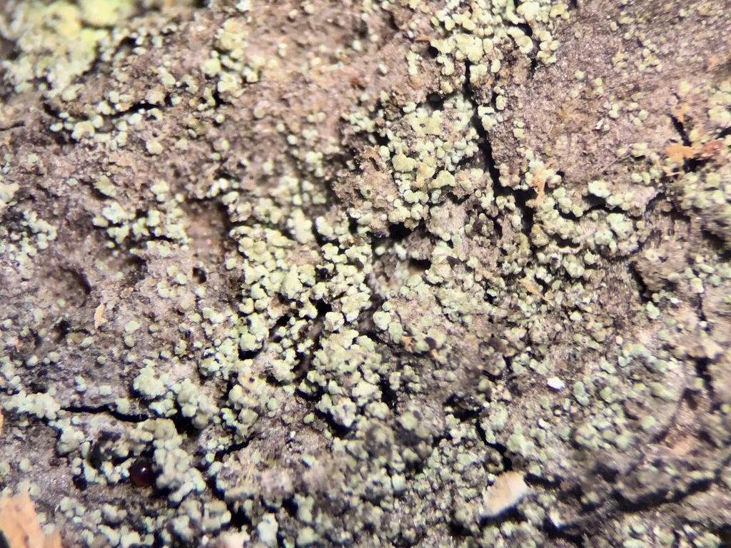 Rinodina excrescens