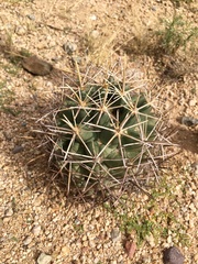 Coryphantha robustispina robustispina