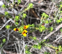 Pultenaea densifolia