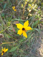 Coreopsis linifolia