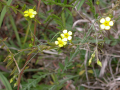Linum trigynum