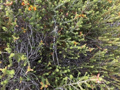 Pultenaea densifolia