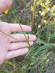 Coreopsis linifolia