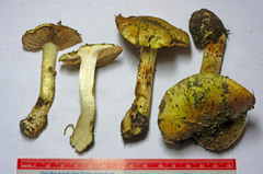 Cortinarius amabilis