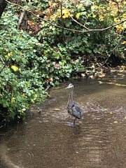 Ardea herodias fannini