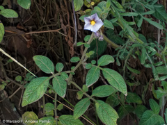 Solanum caripense