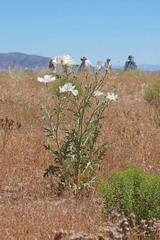 Argemone munita rotundata