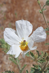 Argemone munita rotundata