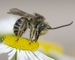 Melissodes illatus