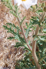 Argemone munita rotundata