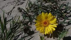 Grindelia scorzonerifolia