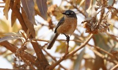 Polystictus superciliaris