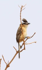 Culicivora caudacuta