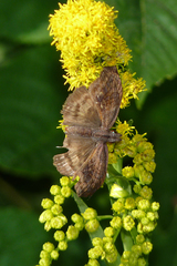 Theagenes dichrous