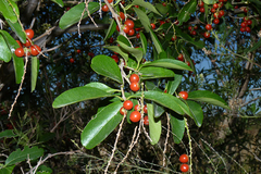 Citharexylum montevidense