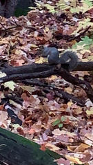 Sciurus carolinensis