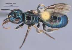 Ceratina punctigena
