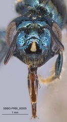 Ceratina punctigena
