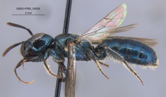 Ceratina punctigena