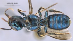 Ceratina punctigena