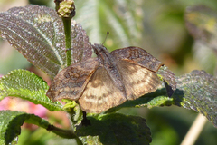 Theagenes dichrous