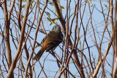Knipolegus cyanirostris