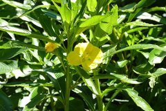 Ludwigia elegans