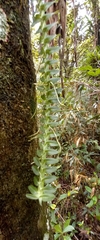 Dichaea pendula