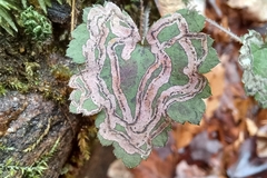 Phytomyza tigris