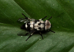 Leucotabanus sebastianus
