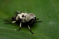 Leucotabanus sebastianus
