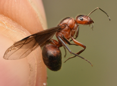 Formica truncorum