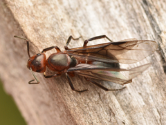 Formica truncorum