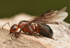 Formica truncorum