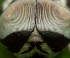 Leucotabanus sebastianus