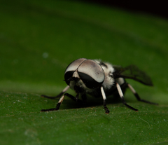 Leucotabanus sebastianus